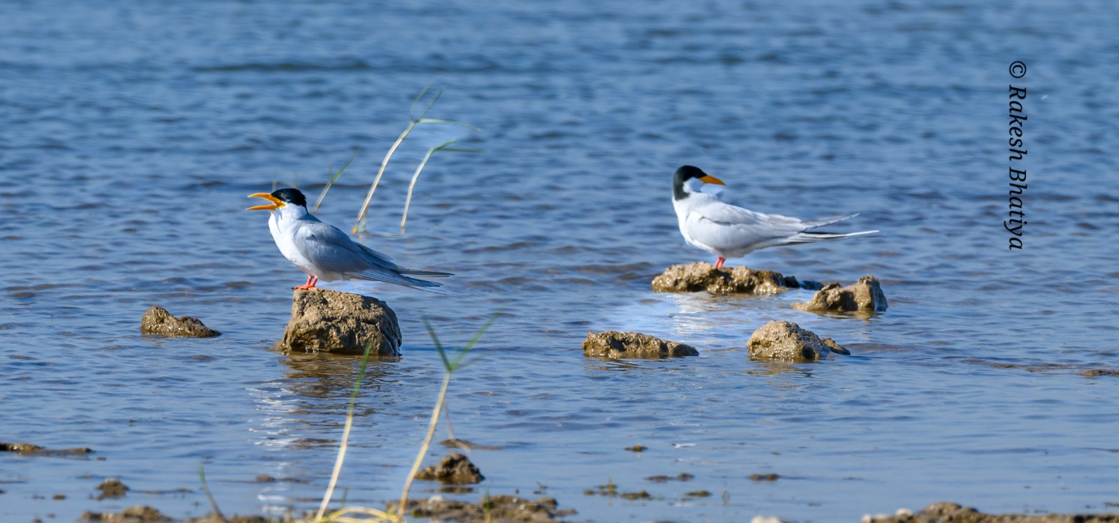River Tern